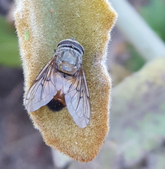 Copestylum haagii