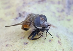 Copestylum haagii