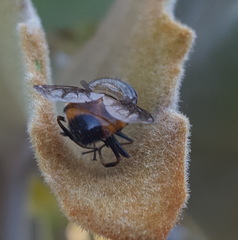 Copestylum haagii