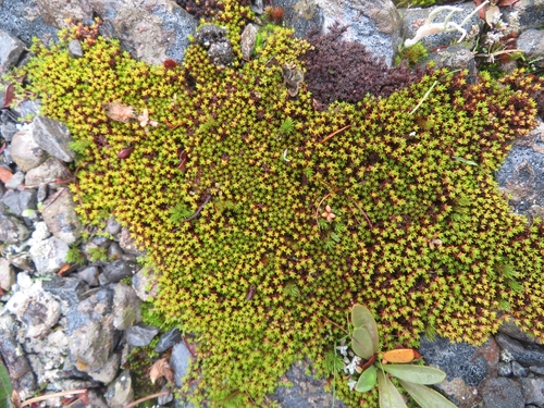 Image of Raoulia haastii by no rights reserved