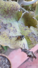 Copestylum haagii