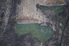 Lunaria annua pachyrrhiza