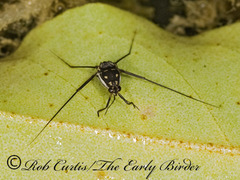 Trepobates subnitidus