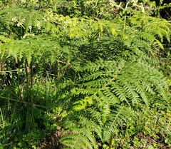 Pteridium aquilinum subsp. capense image