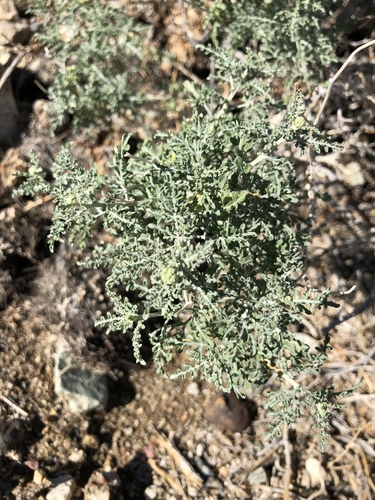 iNaturalist observation photo of Burrobush