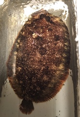 Zeugopterus punctatus