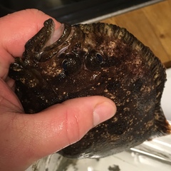 Zeugopterus punctatus