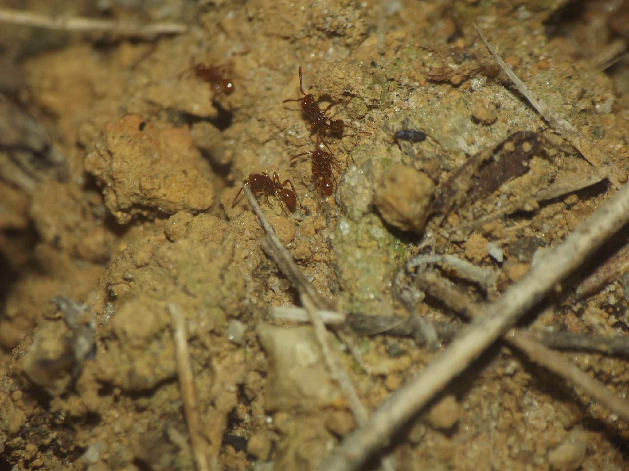 Aenictus peguensis