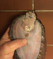 Zeugopterus punctatus