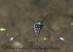 Trepobates subnitidus