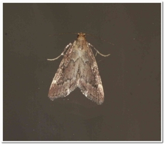 Hypsopygia intermedialis