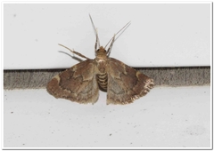 Hypsopygia intermedialis