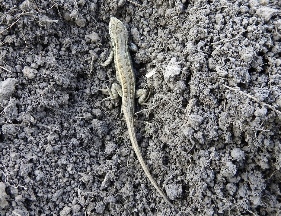 Black-bellied Bunchgrass Lizard