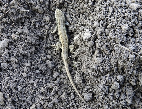 Plateau Bunchgrass Lizard