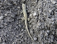 Sceloporus subniger