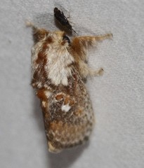 Pseudanapaea denotata