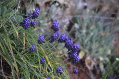 Muscari commutatum