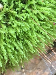 Aulacomnium androgynum