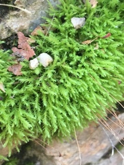 Aulacomnium androgynum