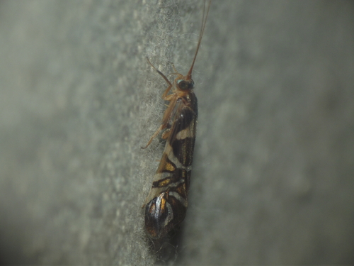 Macrostemum pseudoneura