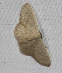 Idaea uniformis