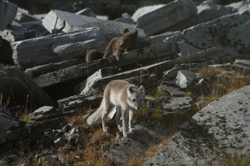 Vulpes lagopus