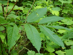 Sambucus racemosa melanocarpa