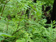 Sambucus racemosa melanocarpa