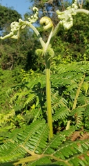 Pteridium aquilinum subsp. capense image