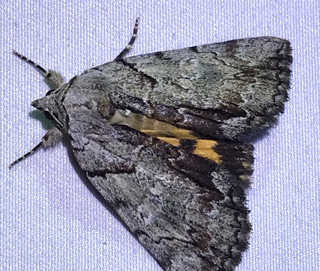 Praeclara Underwing Moth