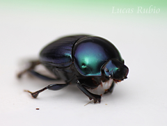 Canthidium imperiale