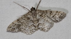 Myrioblephara desumpta