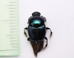 Canthidium imperiale