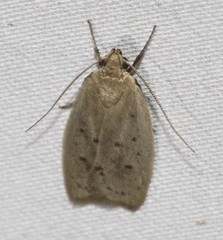 Brachynemata restricta