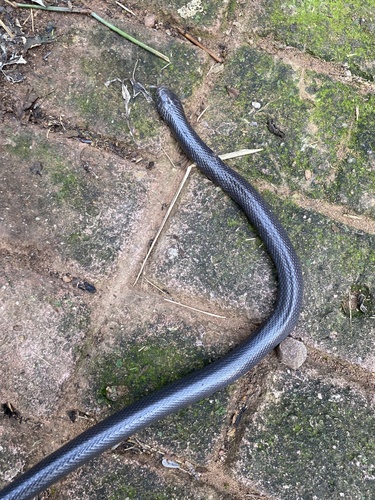 Natal Black Snake