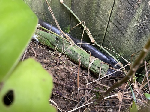 Natal Black Snake