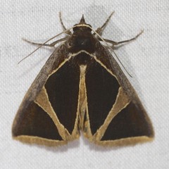 Agamana conjungens