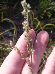 Anthenantia rufa