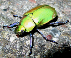 Chrysina beyeri