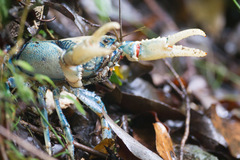 Euastacus sulcatus