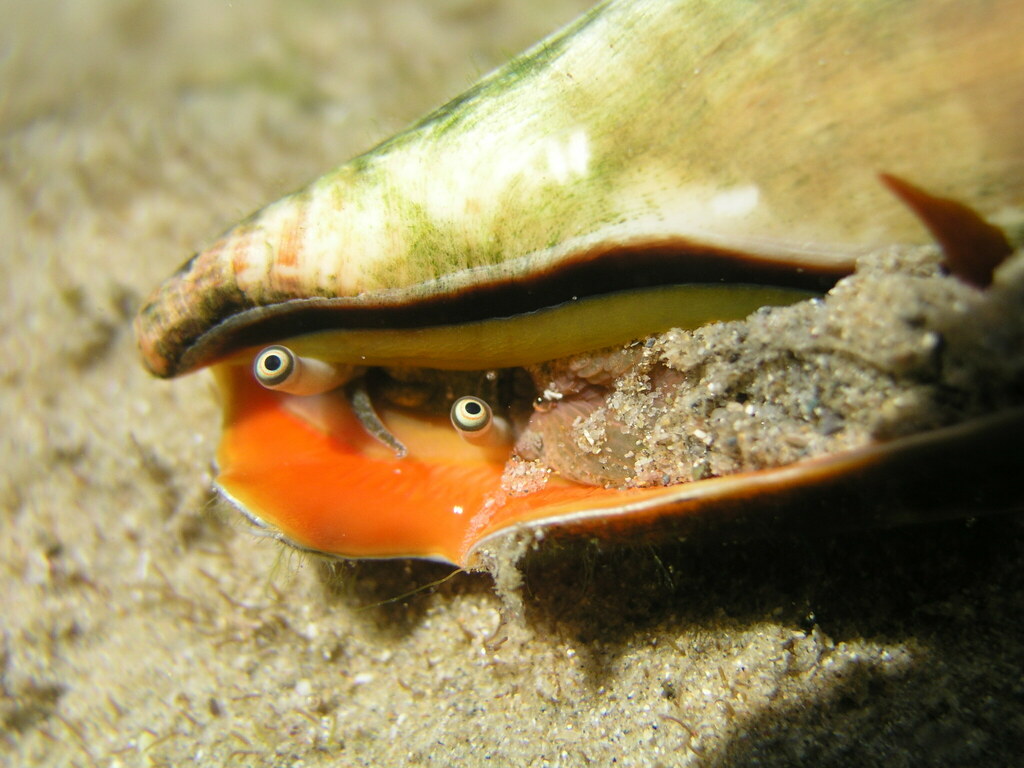 Red Mouthed Stromb