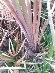 Anthenantia rufa
