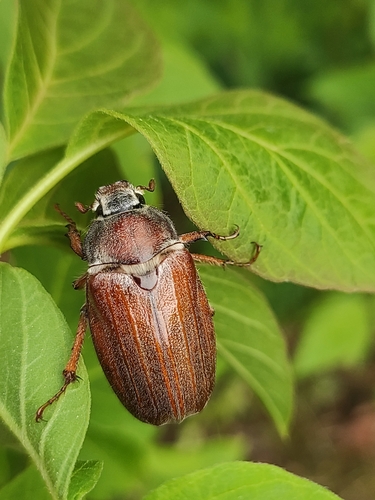 Cockchafer