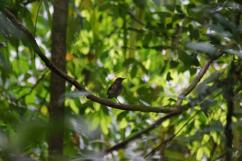 iNaturalist image
