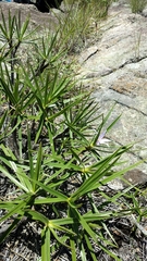 Xerophyta