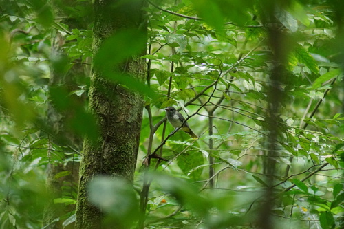 iNaturalist image