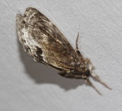 Zalissa catocalina