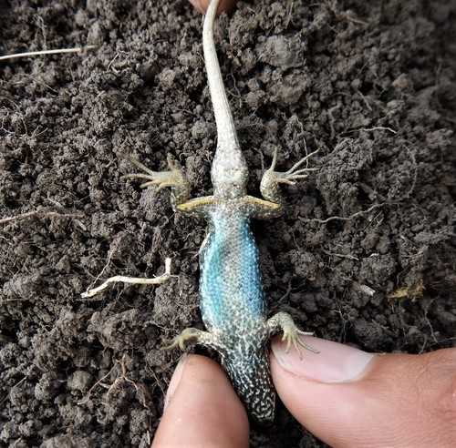 Plateau Bunchgrass Lizard