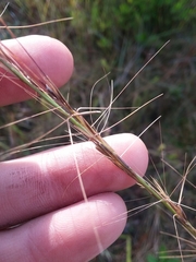 Aristida palustris