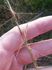 Aristida palustris